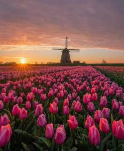 赴一场库肯霍夫的春日花约